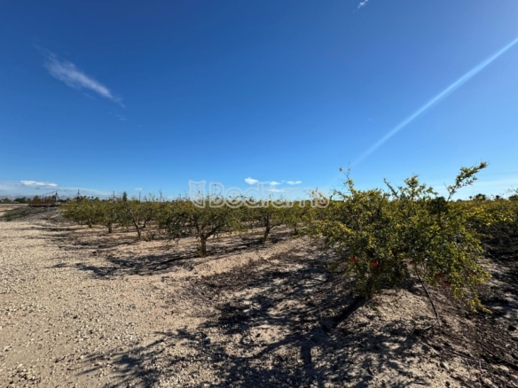 Parcela de uso agrario, Daimes, Elche